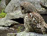 barred owl 2b