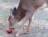 Baby Deer Loves Apples
