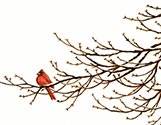 Cardinal Branch