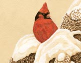 Red Cardinal on Snowy Branch