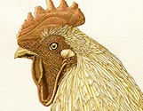 Rooster Stare