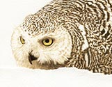 Cranky Snowy Owl