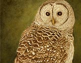 Barred Owl Evergreen