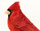 Red Cardinal #6