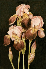 iris blooms