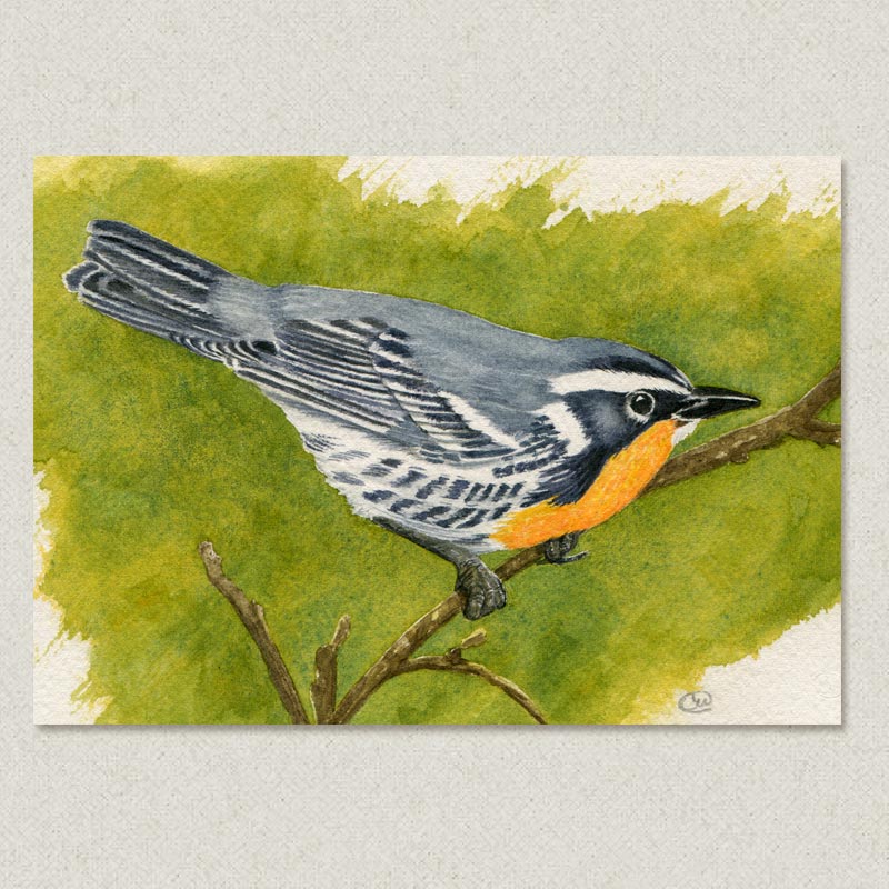 yellow Belly Warbler
