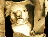 Koala in Tree