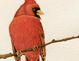 Red Cardinal Portrait3