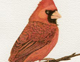Red Cardinal Portrait4