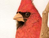 Red Cardinal Portrait