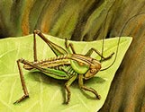 Katydid #3