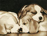 Sleeping Pups